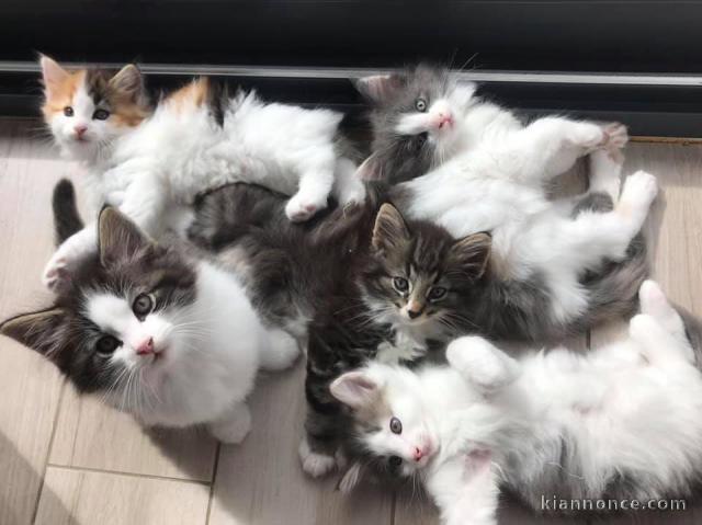 Chatons Norvégien Disponible