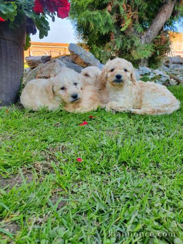 Goldendoodle chiots à vendre