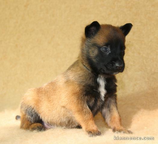 Chiots bergers malinois LOF disponibles et à réserver: 