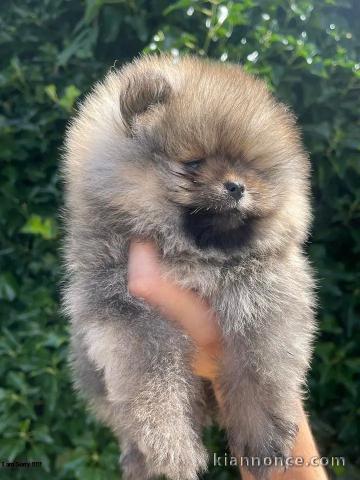 chiots spitz nain à donner contre bons soinsO