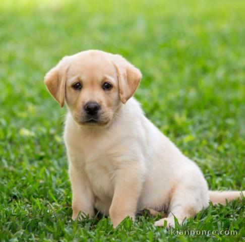 Chiots Labrador Retriever 