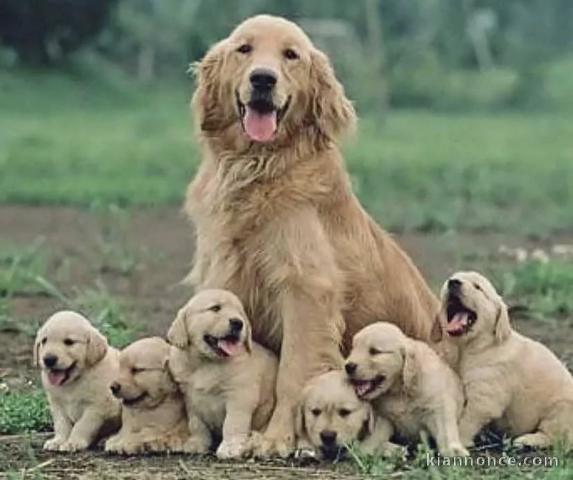 Chiots d’apparence goldens Retrievers 