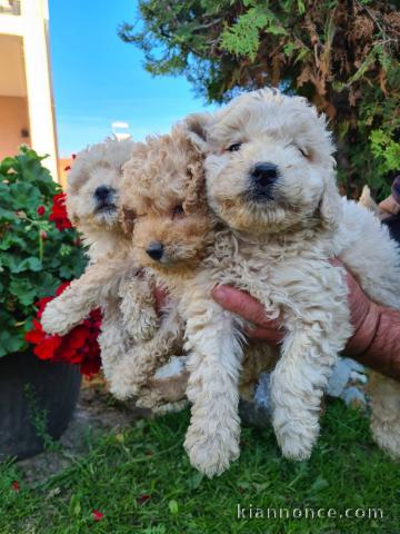 Labradoodle chiots à vendre