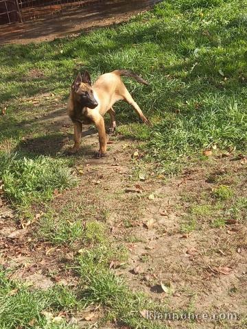 Berger Belge Malinois chiots