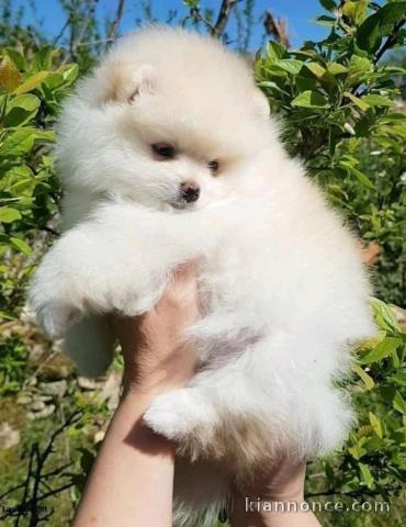 Magnifiques chiots Spitz nain