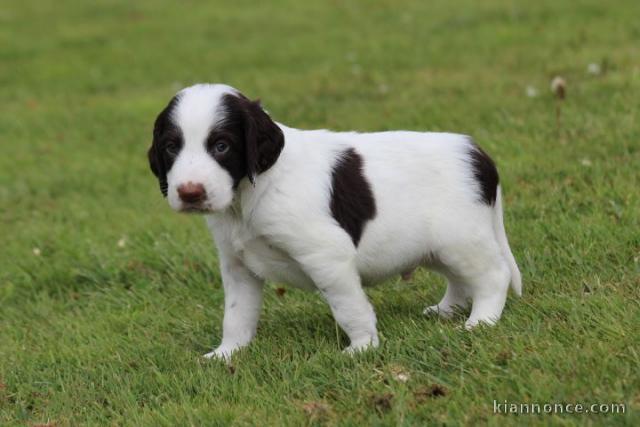 Chiot epagneul français a donner