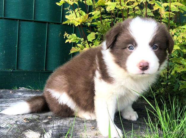 chiots Border collie lof a donner