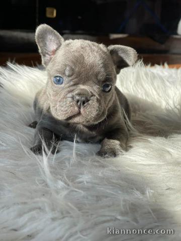 Bulldog français chiots à vendre