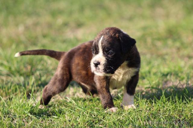 Adorable chiot Boxer a donner