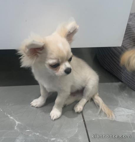 chiot chihuahua pure race a adopter