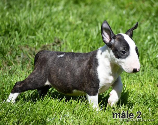 Chiot Bull Terrier a donner