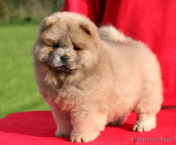 chiot chow chow lof a donner