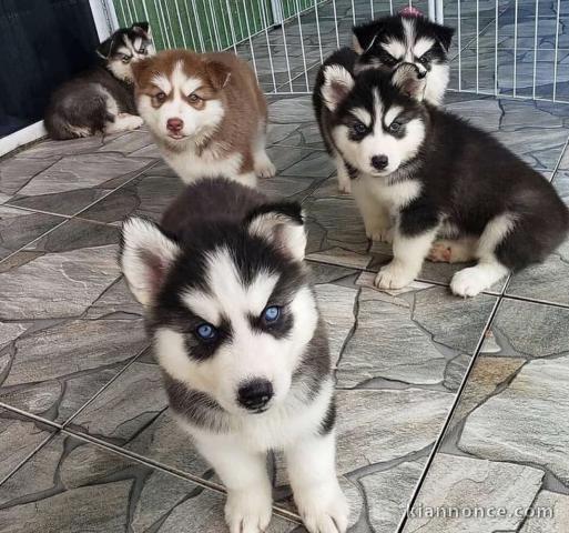 Adorables Husky sibérien 