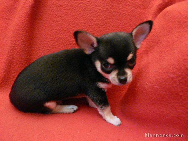 Chiot chihuahua  a donner