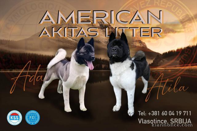 Akita américain chiots à vendre