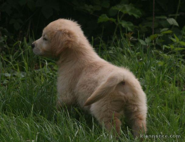 chiots golden retriever a donner