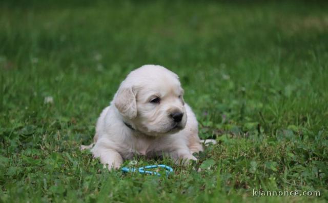 chiots golden retriever a donner