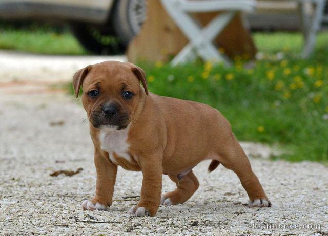 Chiots Staffordshire Bull Terrier LOF a donner