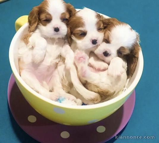 Magnifiques cavalier king-charles 