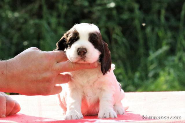 chiot cocker anglais a donner