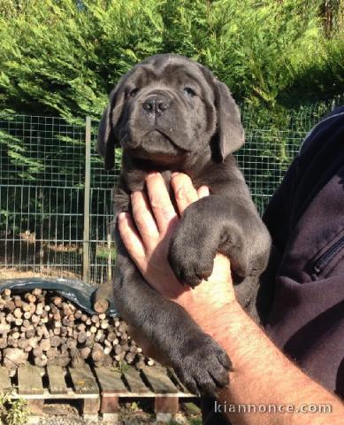 chiots cane corso lof a donner