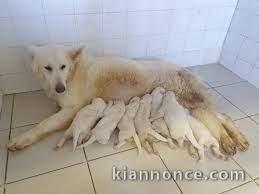 chiot berger blanc suisse trois mois