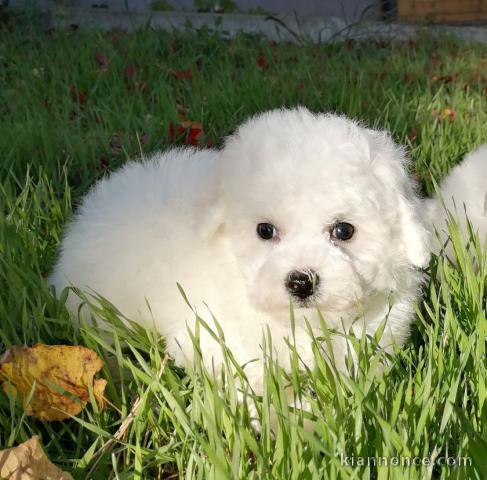 chiot bichon frise trois mois