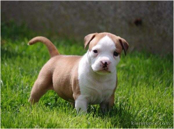 chiot American staffordshire terrier