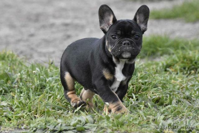 chiot bouledogue fancais