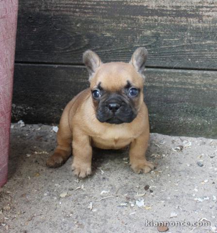 chiot bouledogue fancais