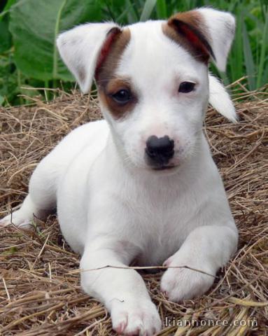 Adorable Jack Russel en Adoption