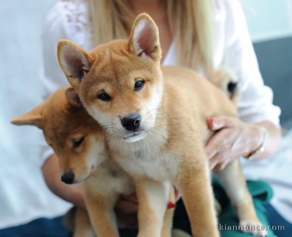 Shiba Inu chiots à vendre