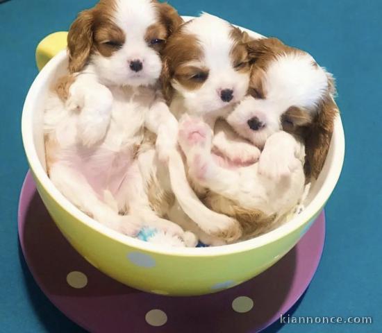 Magnifiques chiots cavalier king-charles 