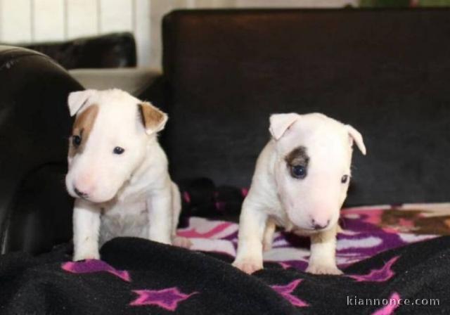 Mini-bull-terrier chiots