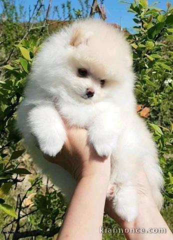 Adorable chiots Spitz nain 