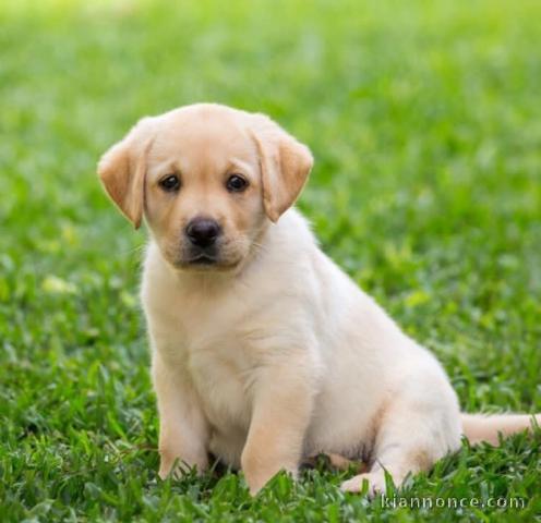 Magnifiques Chiots Labrador retriever 