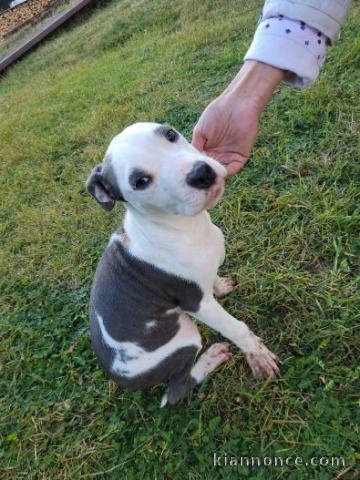 Pit-bull terrier américain chiots