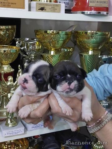 Bulldog français chiots à vendre