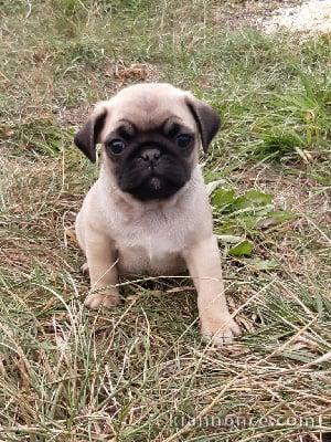 chiots calin adoption contre bon soin