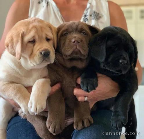 À donner magnifique labrador 