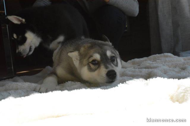 À donner chiots Husky de sibérien 