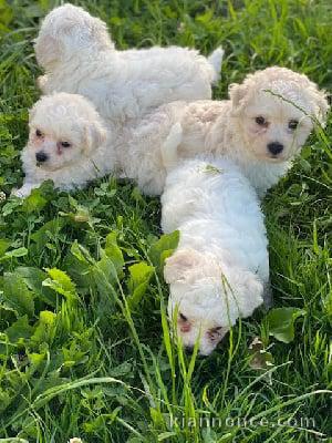 adorable bichon fraise pour le noël