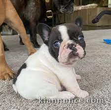  Superbes filles Frenchie épaisses !! Chiots de qualité !! 12 sem