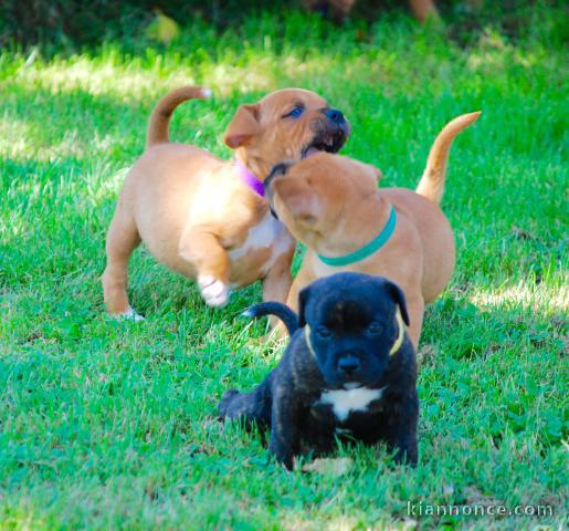 Magnifiques Chiots Staffie Pure Race