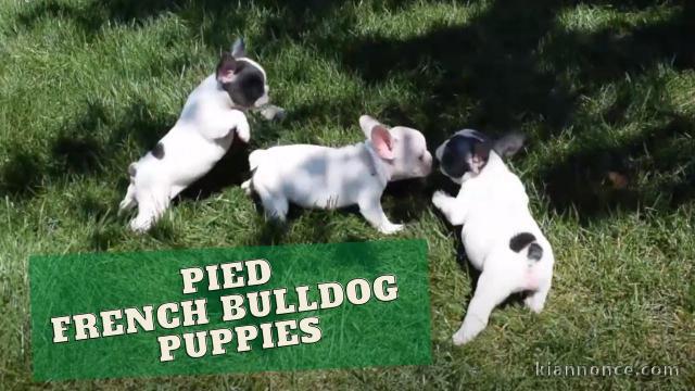 Superbes filles Frenchie épaisses !! Chiots de qualité !! 12 sem