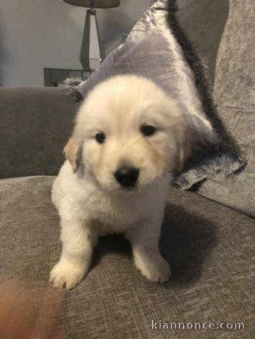  Kc Chiots golden retriever enregistrés 