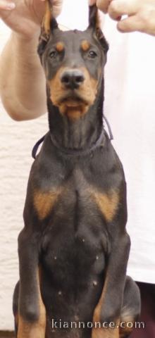 Dobermann chiots à vendre