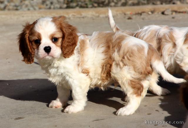  Chiot Cavalier King Charles Spaniel femelle