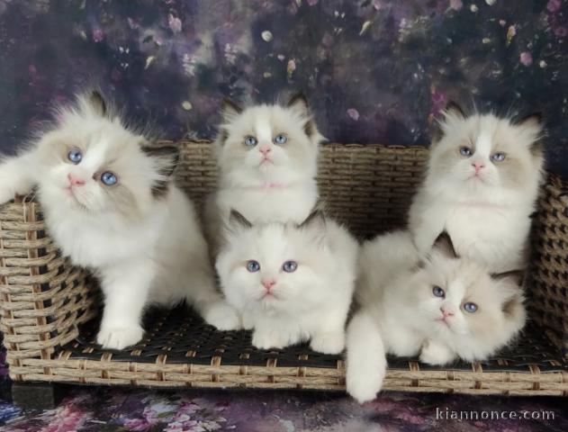 Superbes chatons Sacrés de Birmanie 