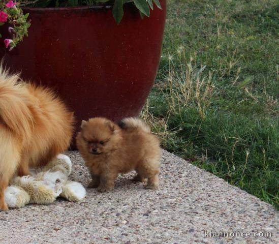 À donner Magnifiques chiots spitz nain